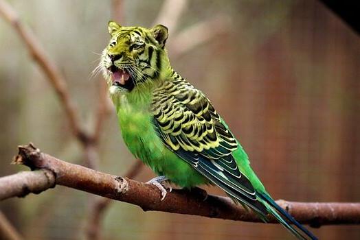 colorful bird with tiger's head